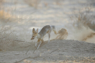 Cape fox making dust in the arid Kalahari Desert