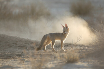 Cape fox taking it easy before going to sleep in the Kalahari Desert