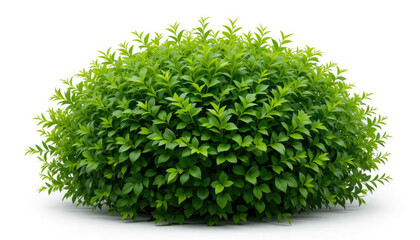 Fototapeta premium Isolated Garden Plant with Rounded Shape and Rich Foliage