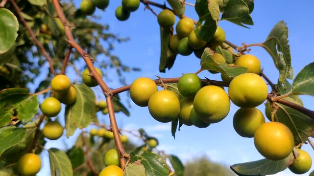 Ripping Ziziphus Nummularia fruits on the bush branches, wild jujube fruits with blue sky
