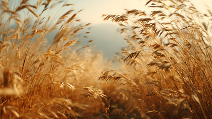 Golden grasses swaying in a gentle breeze.