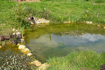 Small artificial pond with murky water in a lush garden