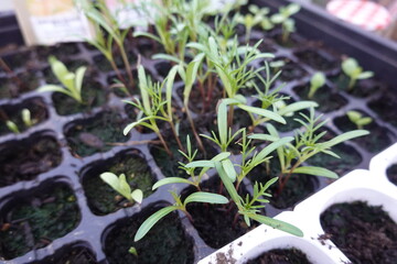 Seedlings growing in seed tray, new life in spring
