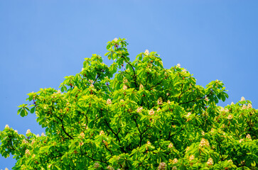 Flowering Chestnut Tree Against Blue Sky in Spring, Germany