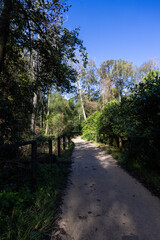 Fototapeta premium Beautiful walking path into the bushland area.