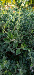 Close-up view of a vibrant, leafy plant, showcasing the intricate patterns and textures of its leaves.