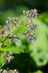 Early flowering borage (trachystemon orientalis) flowers in bloom