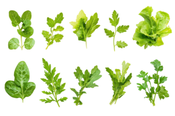 Assorted green lettuce leaves in transparent png image neatly arranged on clean white background