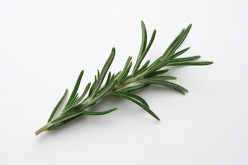 Fototapeta premium Fresh rosemary herb sprig isolated on white background 
