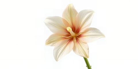 Naklejka premium Elegant Peach and Cream Lily Flower Blossom Isolated on White Background