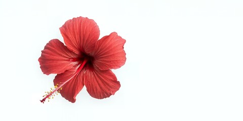 Obraz premium Stunning Red Hibiscus Flower Isolated on White Background Botanical