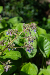 Early flowering borage (trachystemon orientalis) flowers in bloom