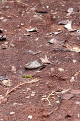 Dry leaves, stone, pebbles, and tree branch on dirt ground soil surface isolated on vertical ratio background.