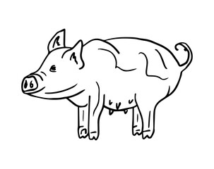 Contour illustration of a piglet, farm animals. A pig drawn by hand. The concept of rural products and animal husbandry. Hand-drawn vector illustration for packaging, postcards and T-shirts.