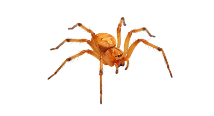 Isolated Yellow Sac Spider Close-up on White Background