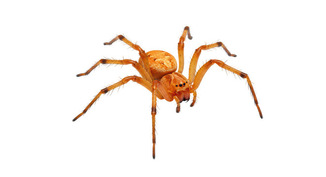 Isolated Yellow Sac Spider Close-up on White Background