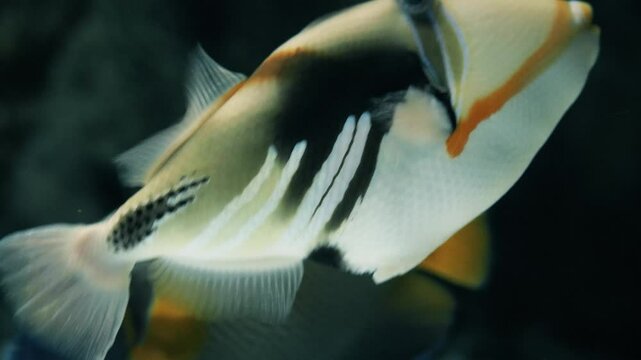 A close-up view of a Lagoon triggerfish (Rhinecanthus aculeatus) in an aquarium.