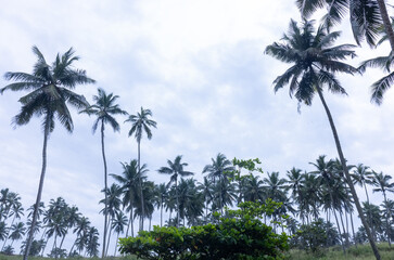Obraz premium Beach landscape, Beautiful arial view of beach with sea waves and coconut trees. Nature scenery. 