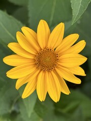 yellow flower in the garden