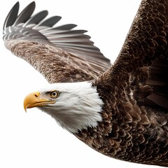 Majestic Bald Eagle in Flight CloseUp Photo isolated on white Background