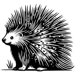 Porcupine Sketch Illustration.