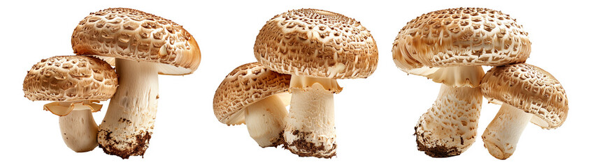 Set of White Button mushroom showing its textured cap and stem isolated on a white background. Concept of fungi and nature