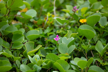 Purple colour flowers near sea beach at the forest. Coconut trees in the background. High ocean...