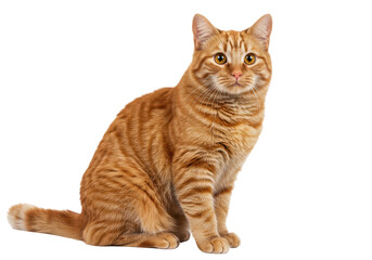 Obraz premium Ginger tabby cat seated, isolated on transparent png