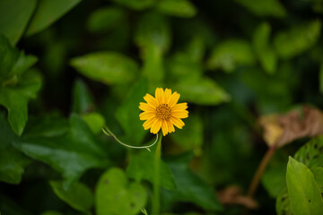 Yellow colour flowers near sea beach at the forest. Coconut trees in the background. High ocean wave sound.