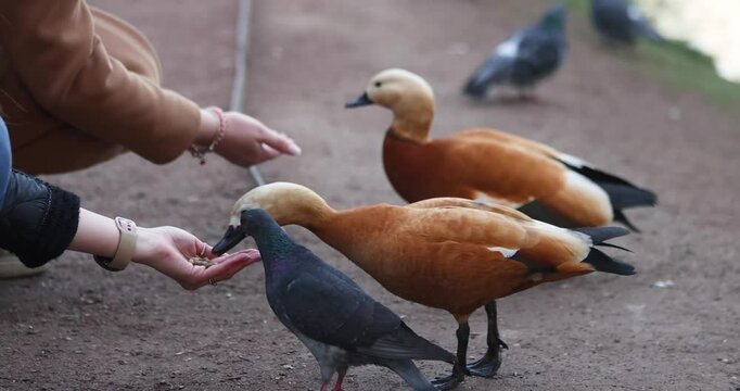 beautiful red duck gari t feed from women's hands on a summer day