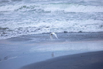 Naklejka premium Beach landscape, Beautiful arial view of beach with sea waves and intermediate egret bird. Nature scenery. 