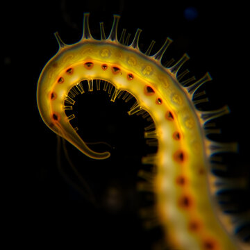 Planarian parasite (flatworm) under microscope view.