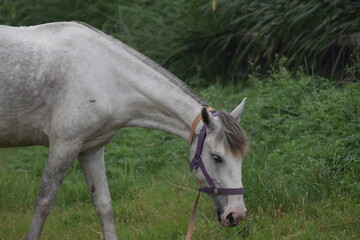 Beautiful Lipizzan White Horse Performing Dressage at Lipica Stud Farm, eat grass, Gray pony galloping on meadow, Gray arabian horse