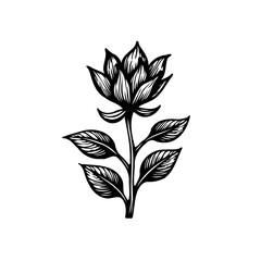 Elegant botanical illustration: A refined single stem flower drawing in black and white