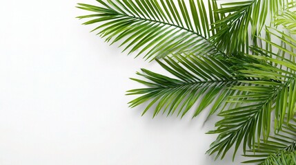Lush Green Palm Leaves on a Bright White Background