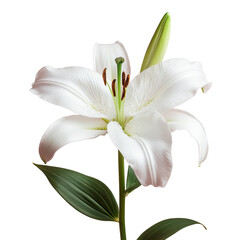 Naklejka premium Elegant White Lily Blossom with Delicate Petals and Green Leaves, Symbolizing Purity and Sophistication - Isolated on Transparent Background PNG