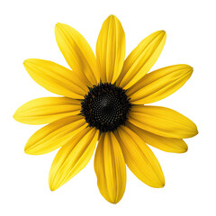 Obraz premium Radiant Yellow Rudbeckia Flower with Dark Center, Capturing the Essence of Summer's Beauty - Isolated on Transparent Background PNG
