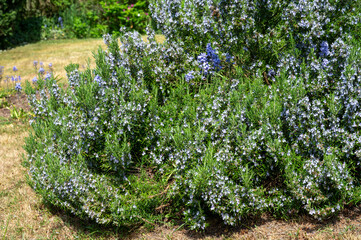 Botanical collection, Blue blossom of aromatic kitchen herb rosemary, nature background