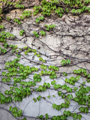 Green ivy climbing old wall in prague, czechia, copy space