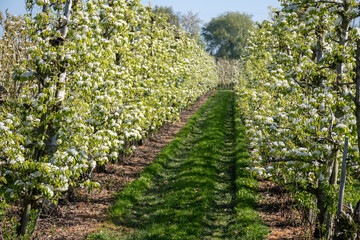 Naklejka premium Rows of blossoming pear trees with white flowers, orchards in Zuid-Beveland, Zeeland, food industry in the Netherland