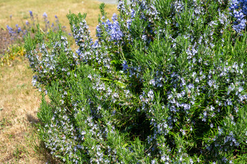 Botanical collection, Blue blossom of aromatic kitchen herb rosemary, nature background