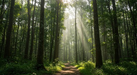 Fototapeta premium Sunlight path through forest