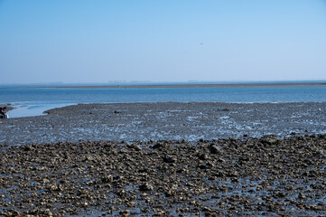 View on Oosterschelde at low tide time,  sea bottom with variety of wild shells and oysters allowed...