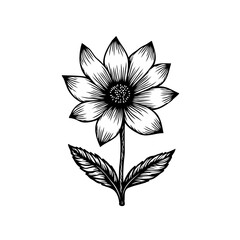 Elegant botanical drawing of a dahlia flower on white background illustration