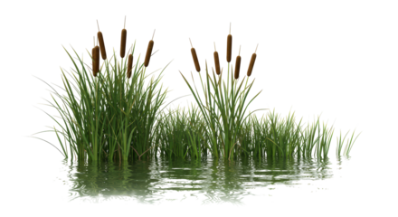 Isolated Cattails and Grass Water Edge Plant