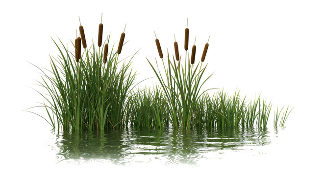 Isolated Cattails and Grass Water Edge Plant