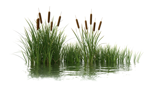 Isolated Cattails and Grass Water Edge Plant