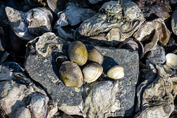 Low tide time in Oosterschelde, sea bottom with variety of wild shells and oysters allowed to be...