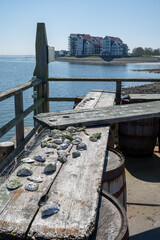 View on Oosterschelde at low tide time,  sea bottom with variety of wild shells and oysters allowed...