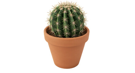 Isolated Cactus Plant in Clay Pot Desert Life
